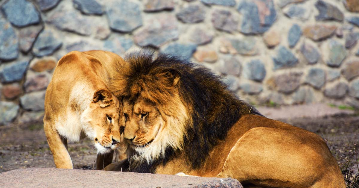 Lioness and Lion nuzzling